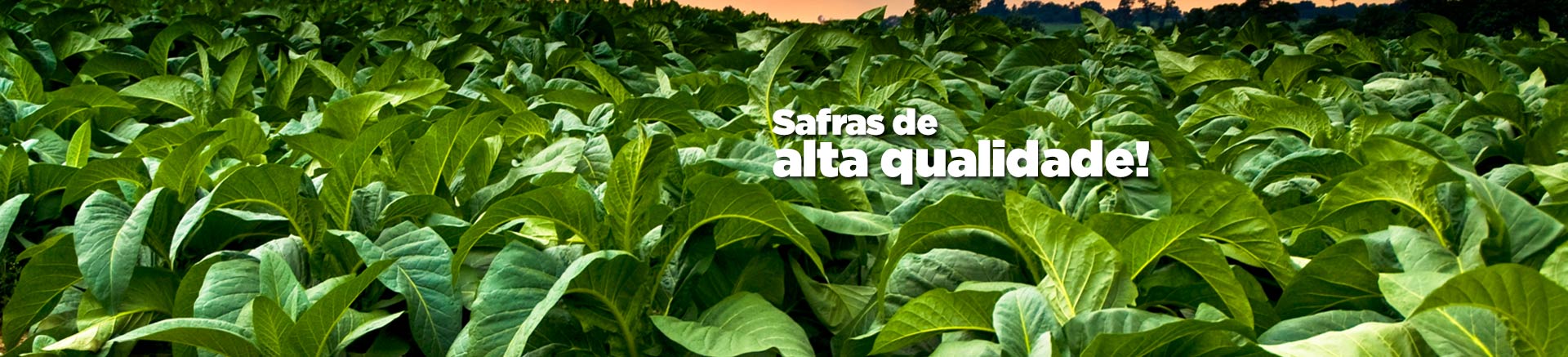 Safras de alta qualidade!